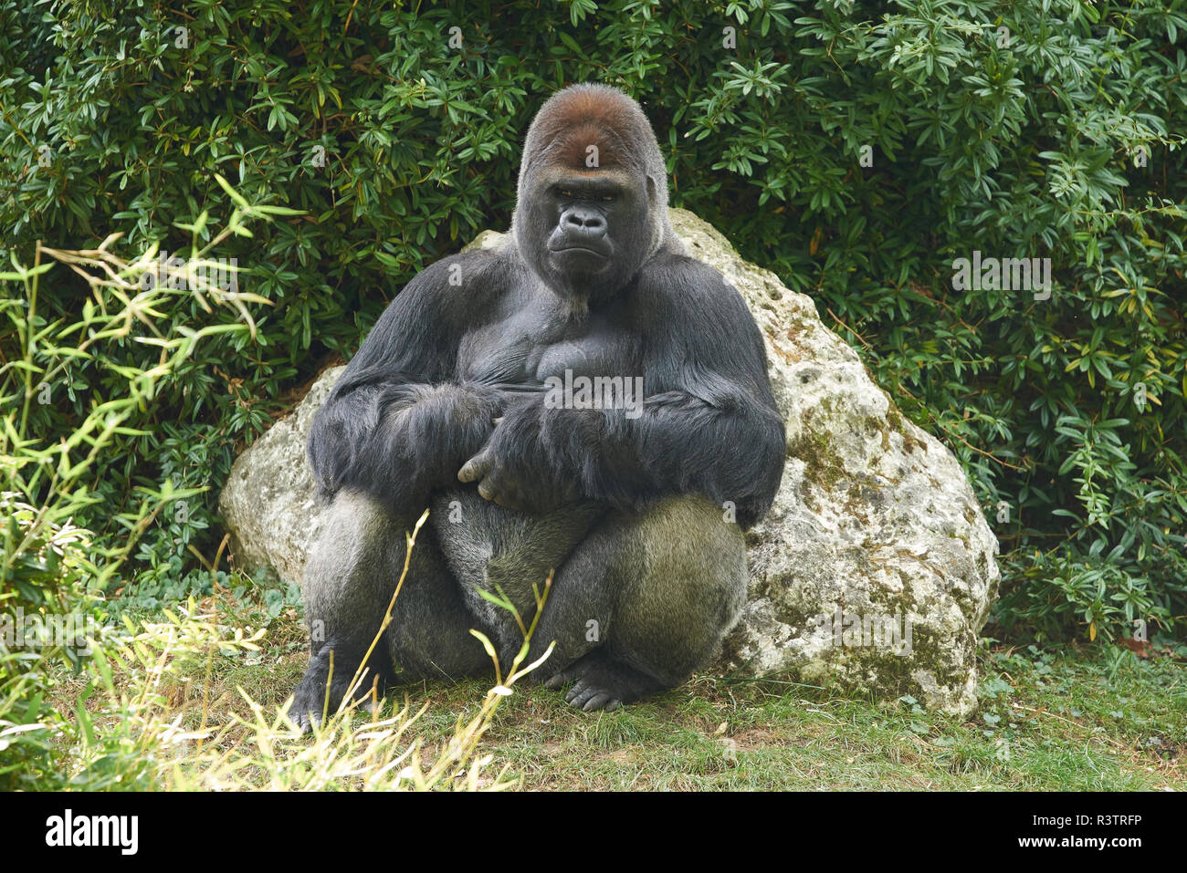 Gorilla at Beauval Stock Photo