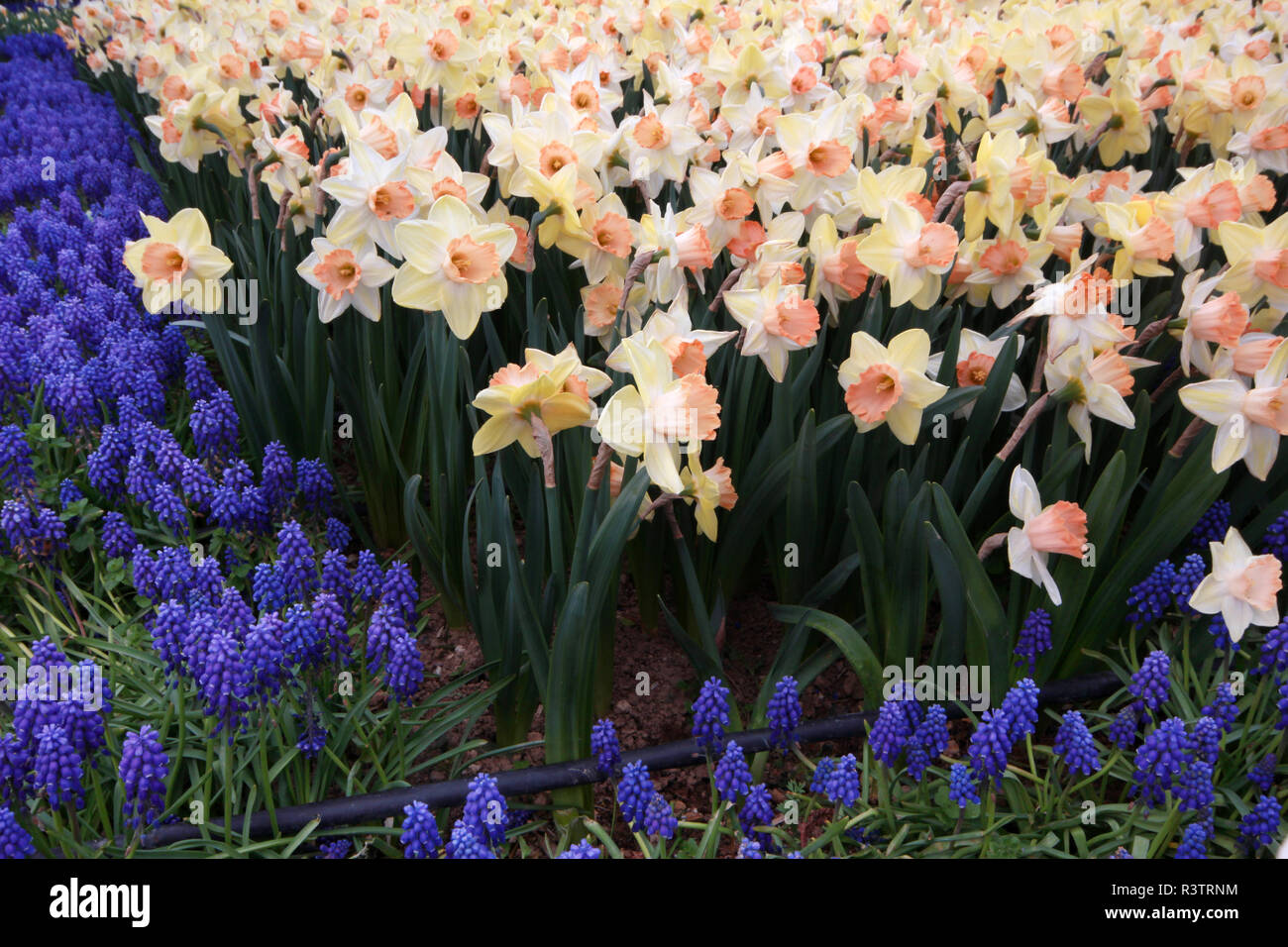 daffodils and hyacinths in the garden Stock Photo - Alamy