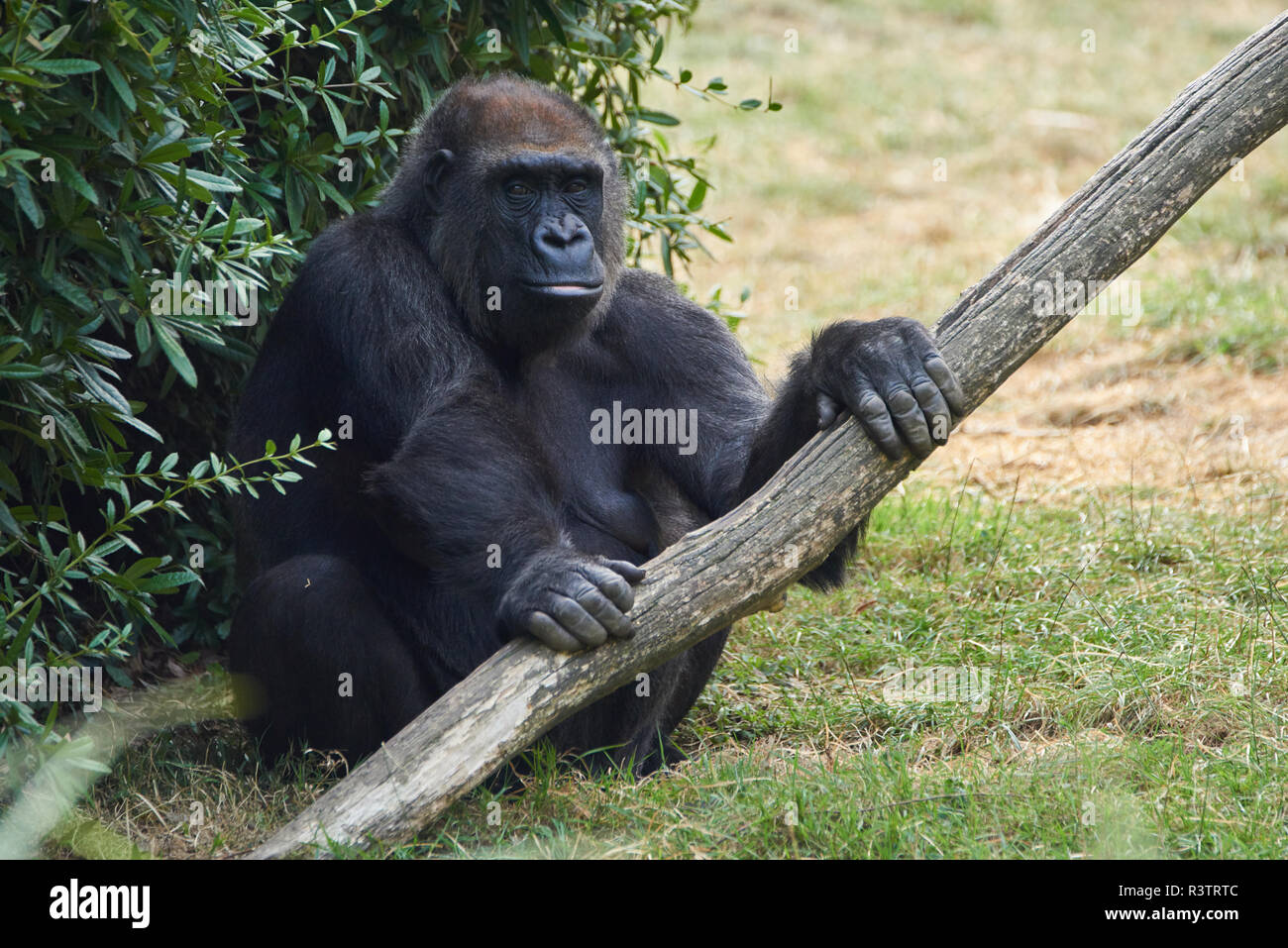 Gorilla at Beauval Stock Photo