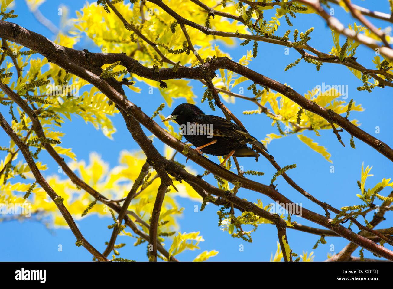 Single starling among branches and yellow leaves Stock Photo