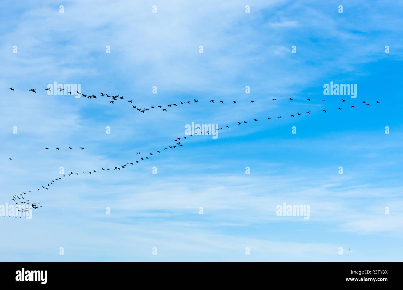 Large flock of cormorants flying in V formation Stock Photo Alamy