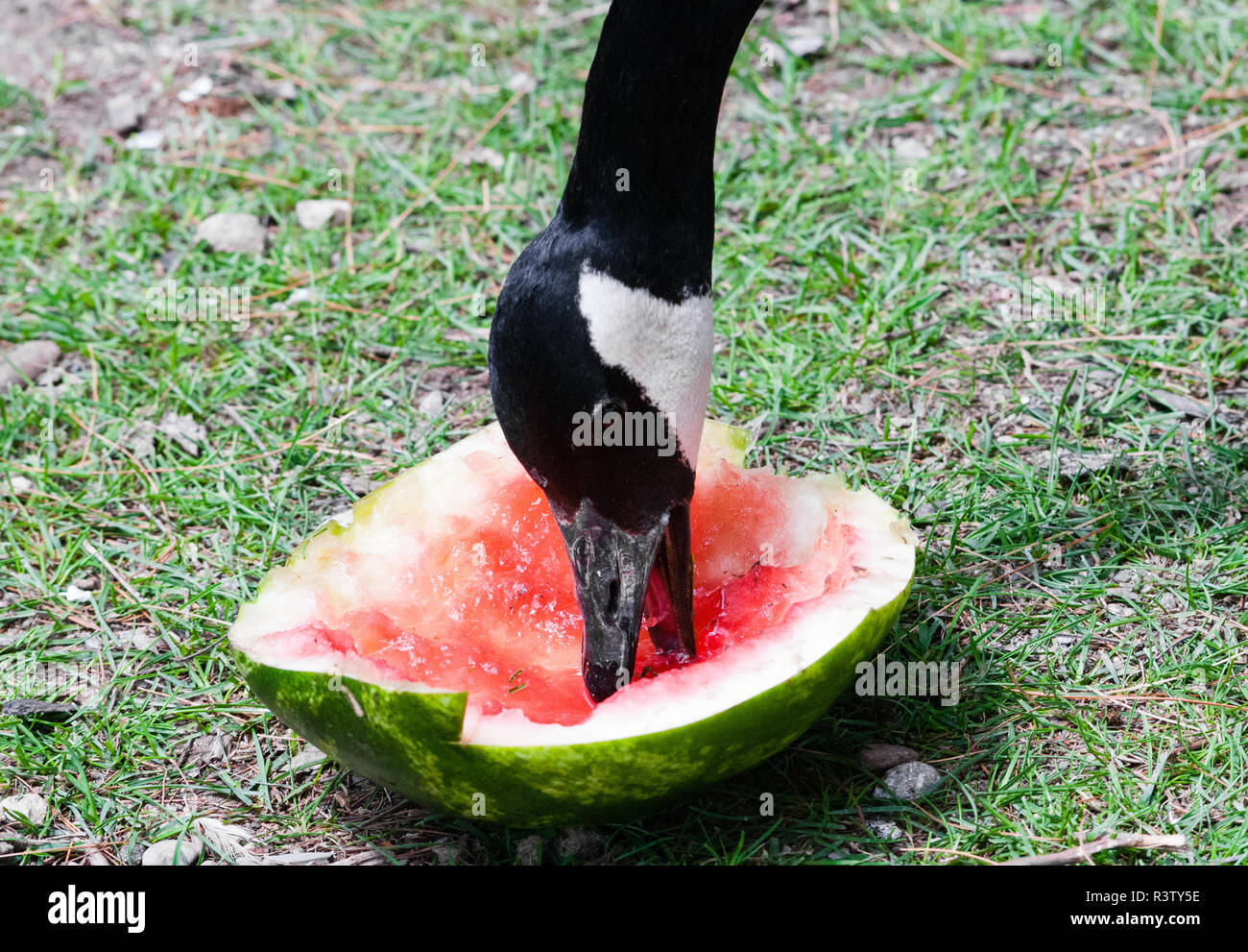 Melon Munching stock image. Image of eating, licking, amusing - 8013381