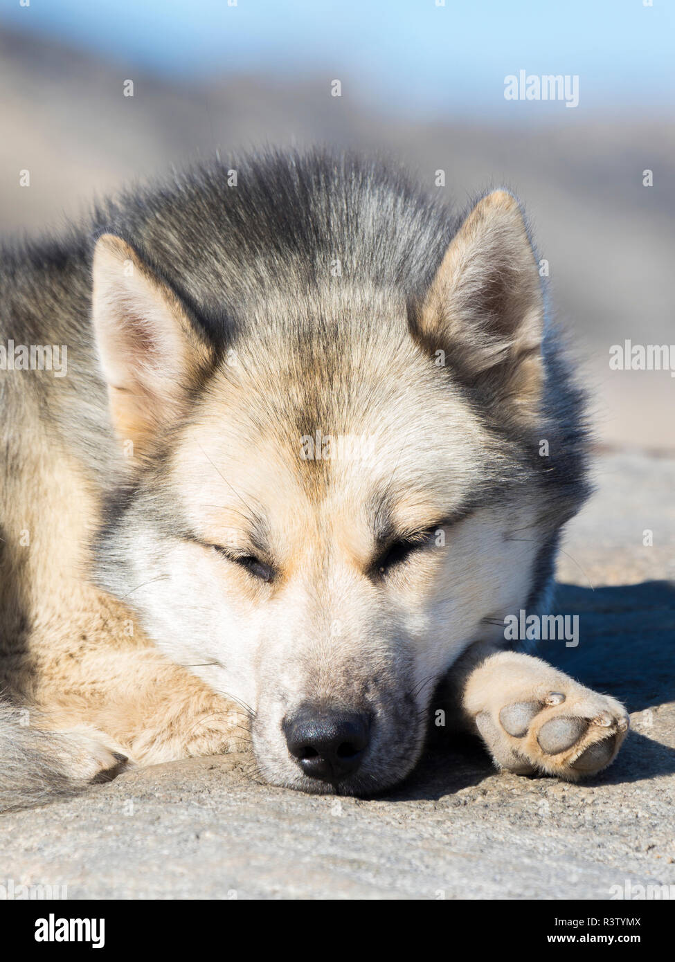 Small best sale sled dogs