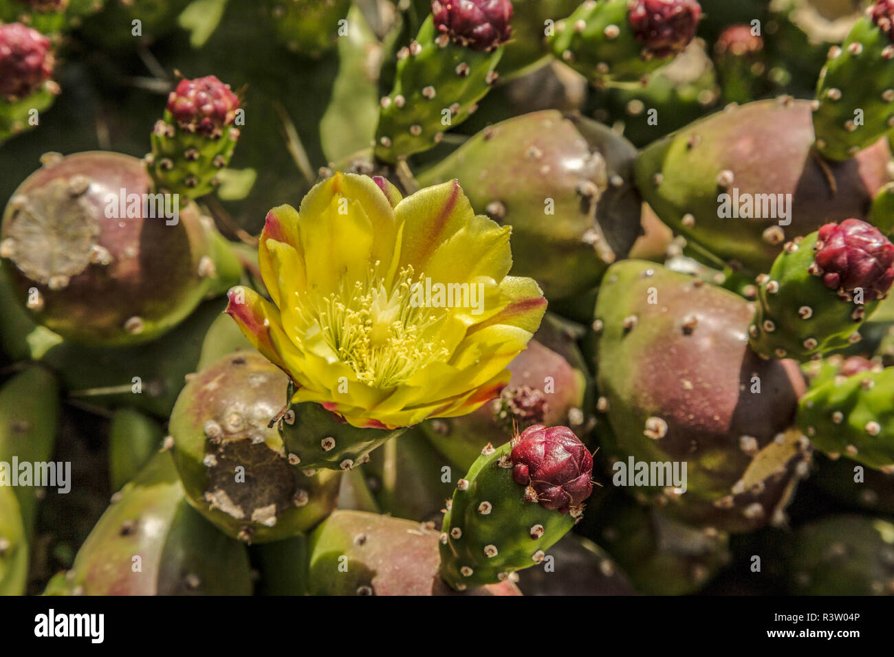 Yellow Cactus Stock Photo