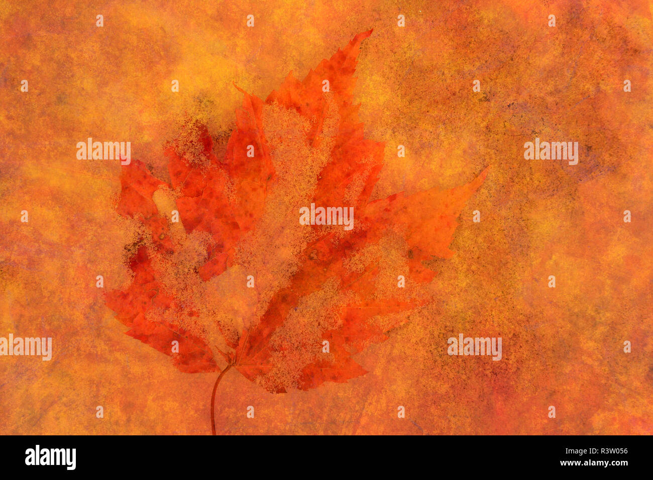 Canada maple leaf hi-res stock photography and images - Alamy