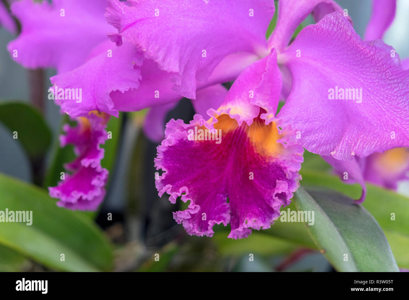 purple orchid, USA Stock Photo