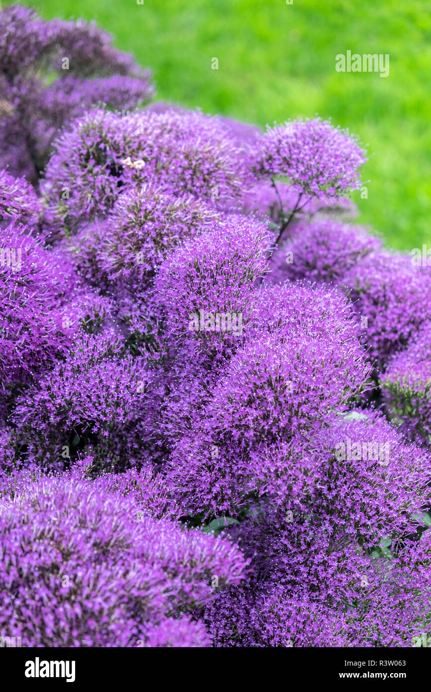 Purple Throatwort, USA Stock Photo