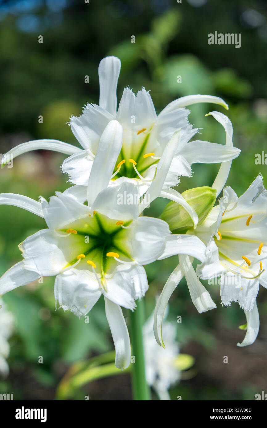Peruvian Daffodils, USA Stock Photo Alamy