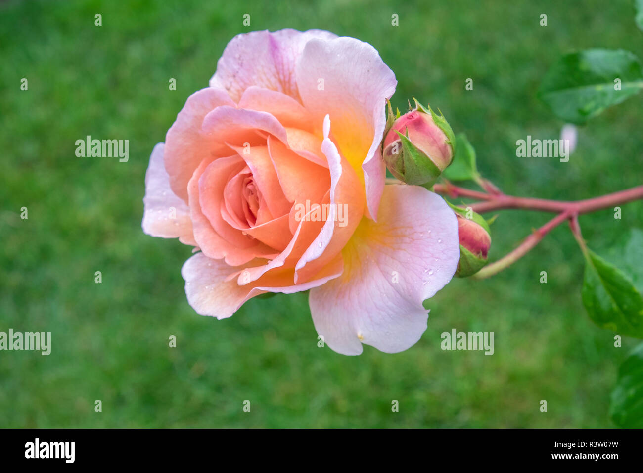 Salmon pink rose bush hires stock photography and images Alamy