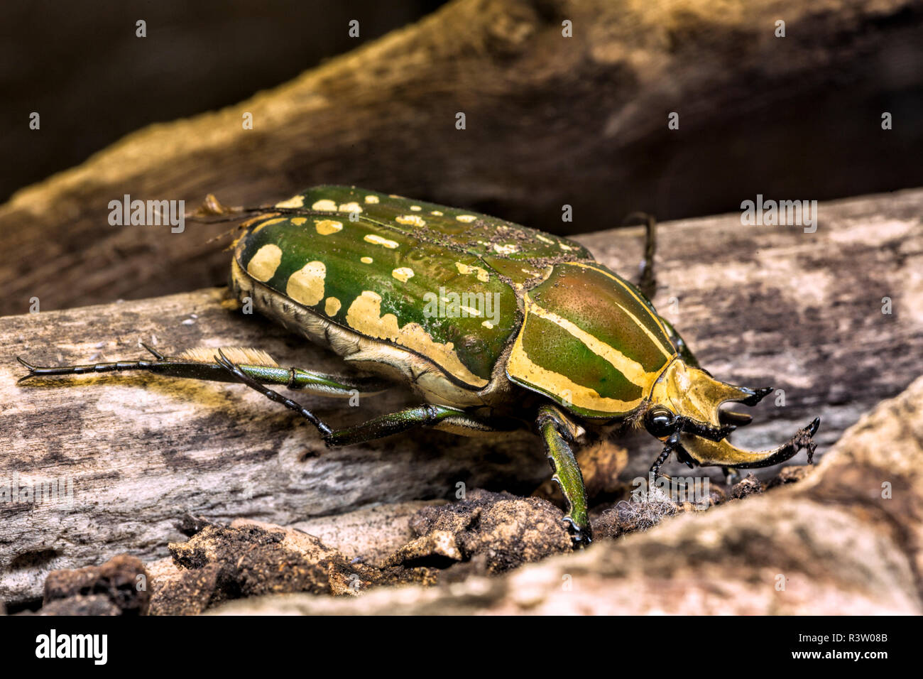 Flower Beetle, Scarab beetle family, Eudicella euthalia, native to east Africa. Stock Photo