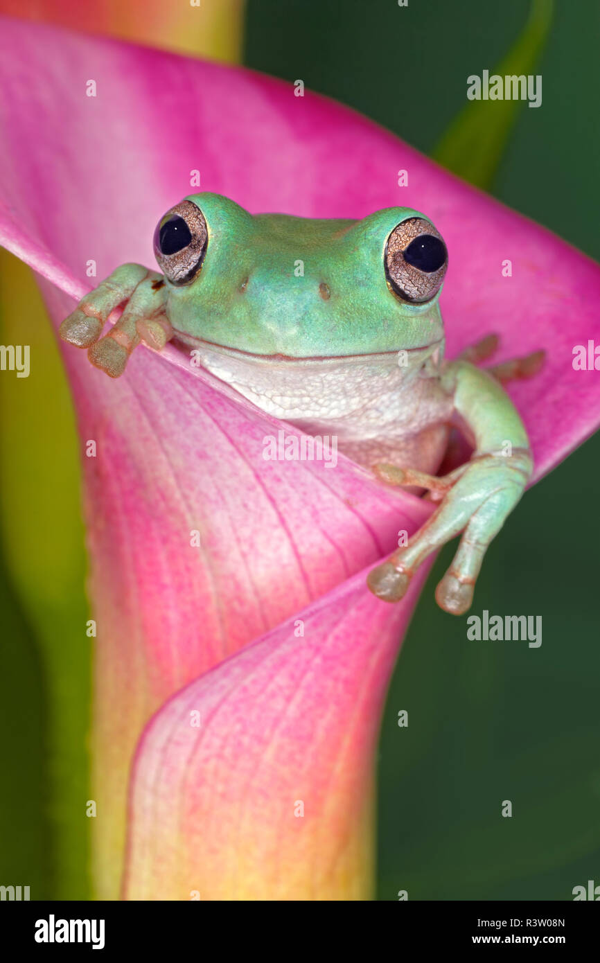 Australian green tree frog or White's tree frog, or Dumpy tree frog in flower, native to Australia, Litoria caerulea Stock Photo