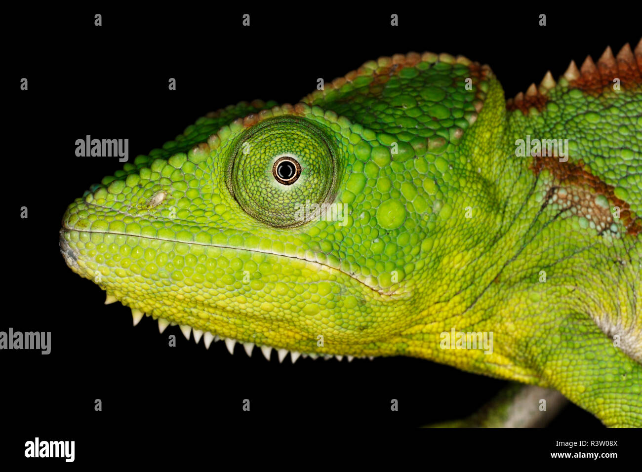Malagasy giant chameleon or Oustalets's chameleon, Furcifer oustaleti, native to Madagascar Stock Photo