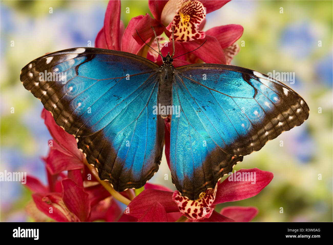 Blue Morpho Butterfly, Morpho peleides, on pink Orchid Stock Photo Alamy