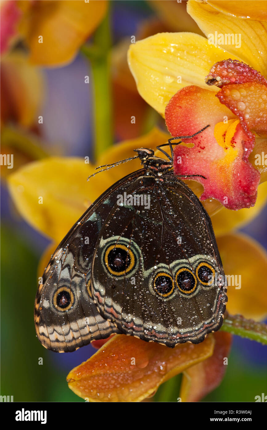 Blue Morpho Butterfly, Morpho peleides, on Orchid with wings closed displaying eye spots Stock Photo