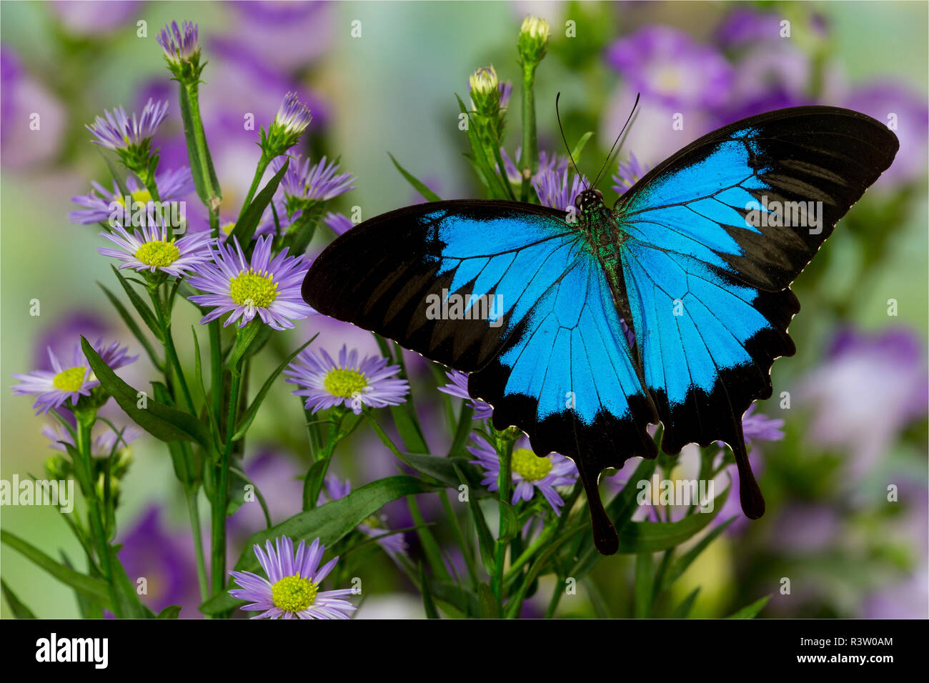 Australian Mountain Blue Swallowtail Butterfly, Papilio Ulysses