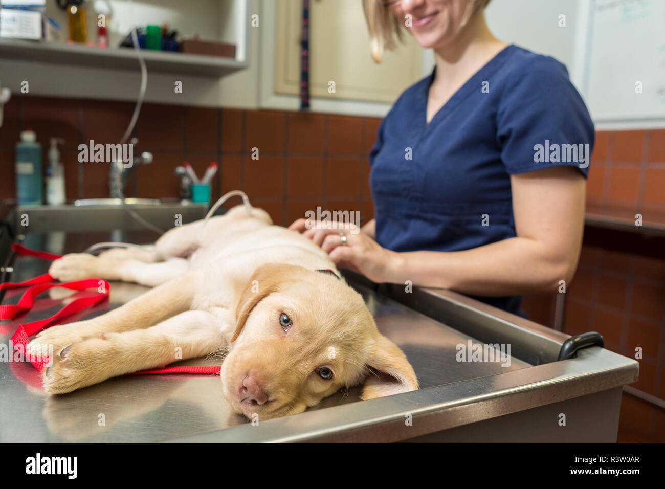 An adorable puppy resting on an examination table in a veterinary clinic Stock Photo