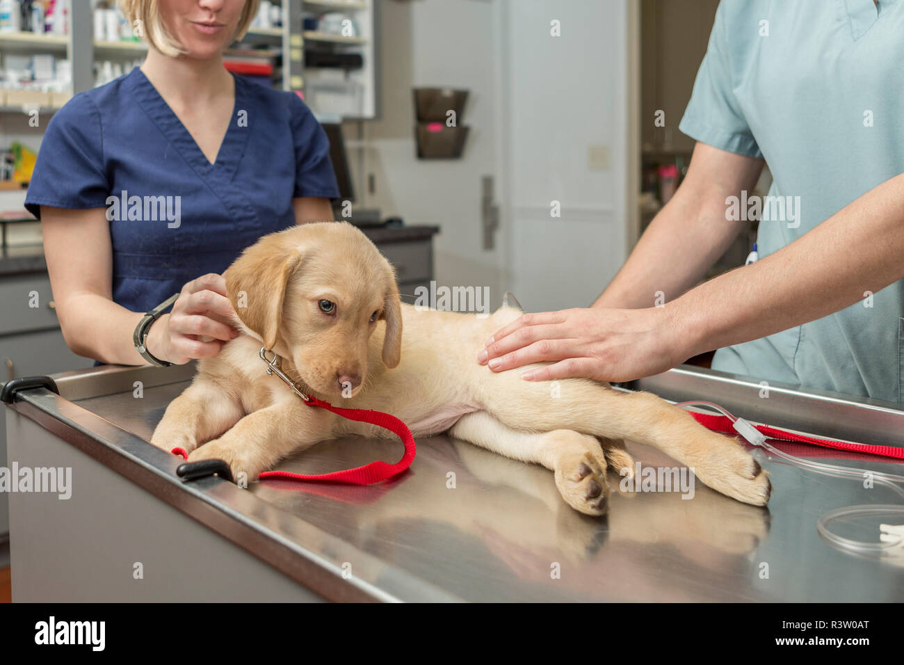 An adorable puppy resting on an examination table in a veterinary clinic Stock Photo