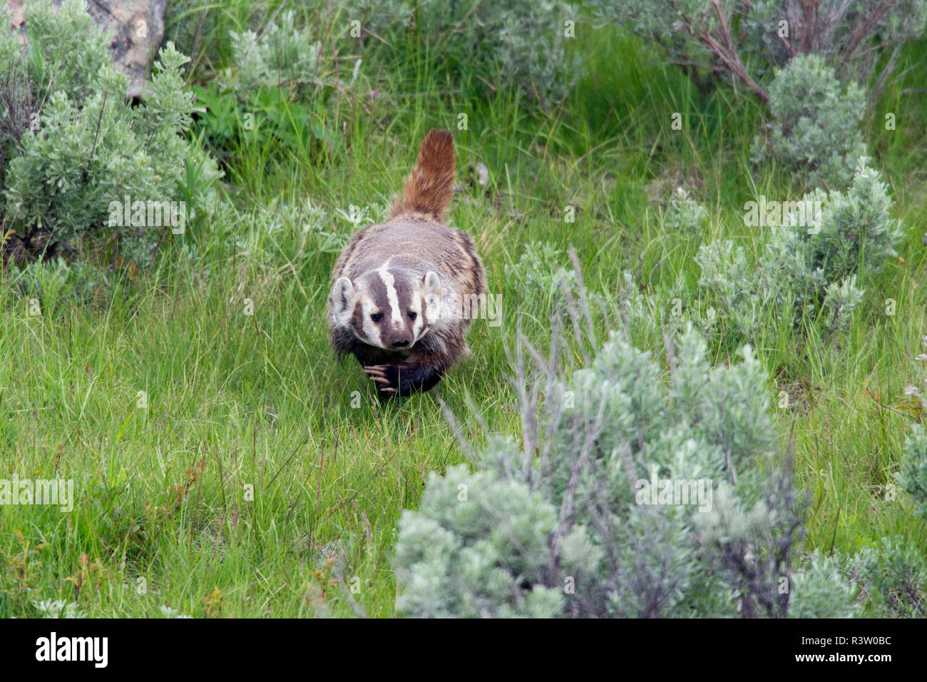 American Badger Hunting Stock Photo Alamy