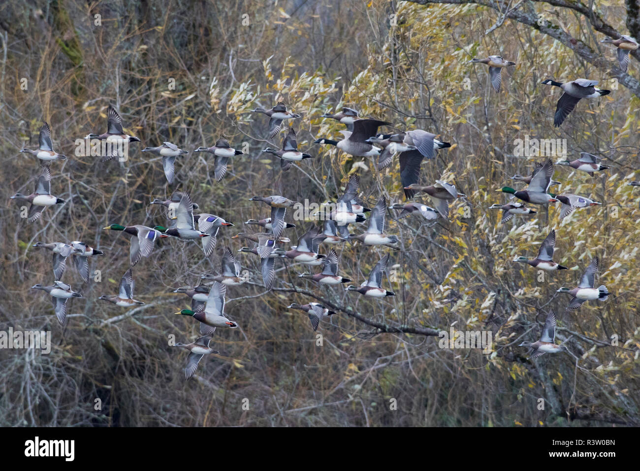 Waterfowl in flight hires stock photography and images Alamy