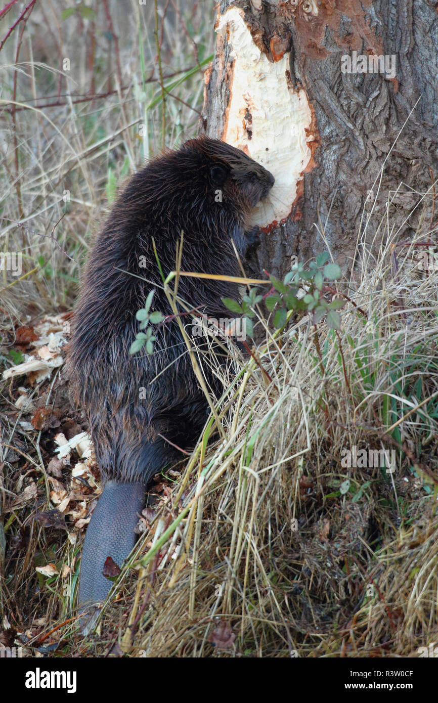 American Beaver gnawing on tree Stock Photo