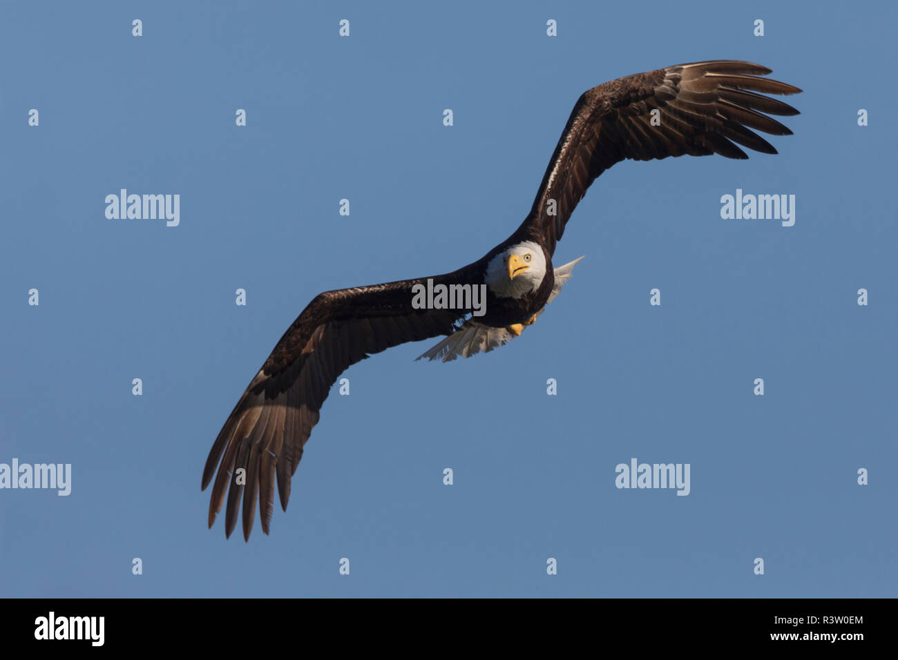 Bald Eagle flying Stock Photo - Alamy