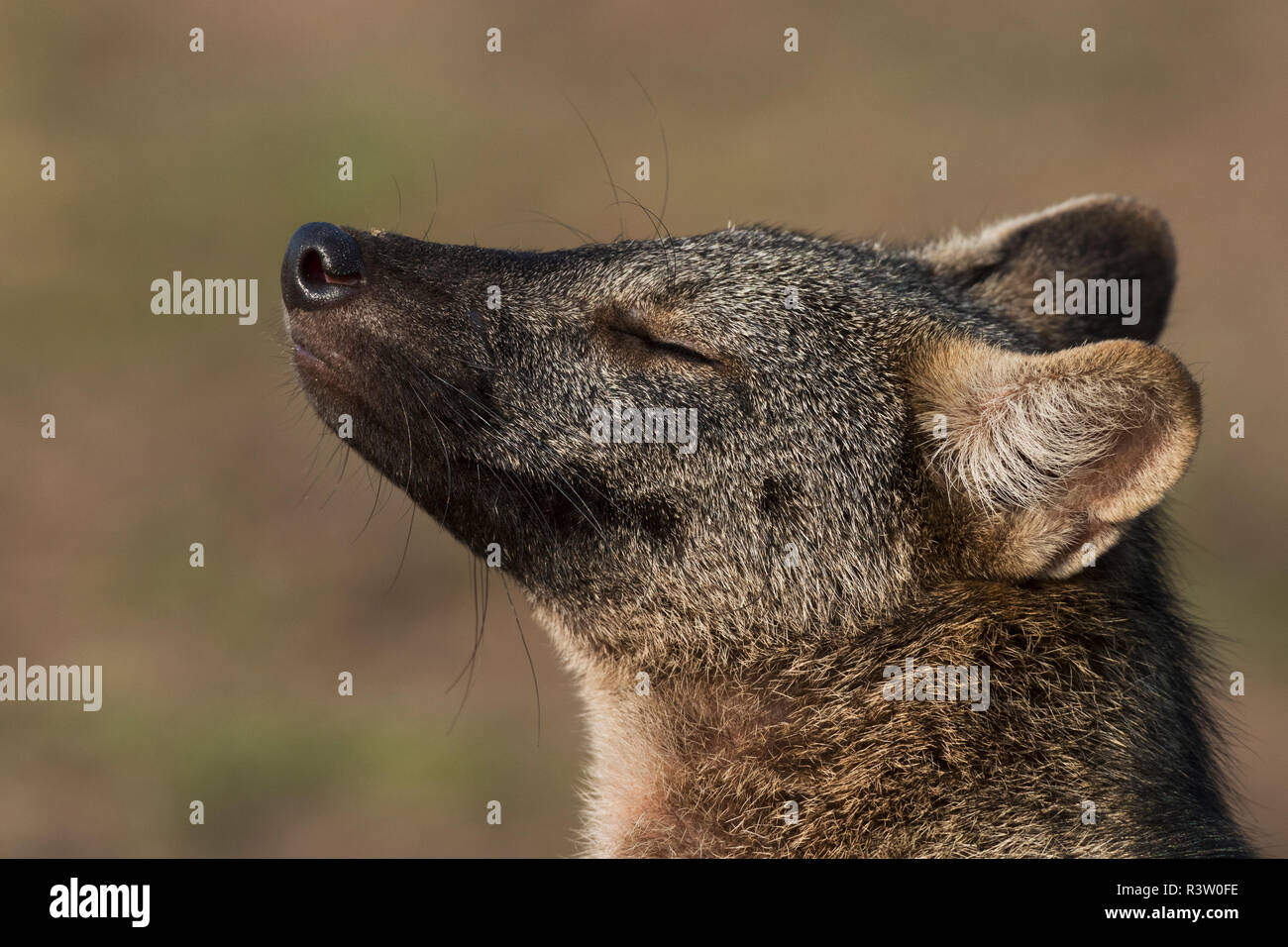 Crabeating Fox, a moment away from the kits Stock Photo Alamy