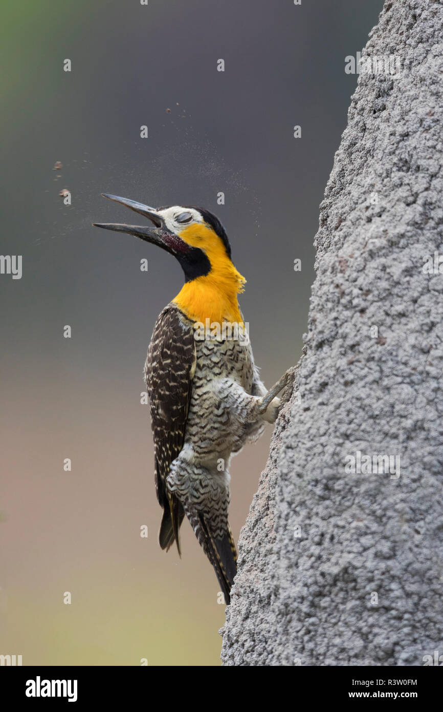 Termite mound brazil hi-res stock photography and images - Alamy