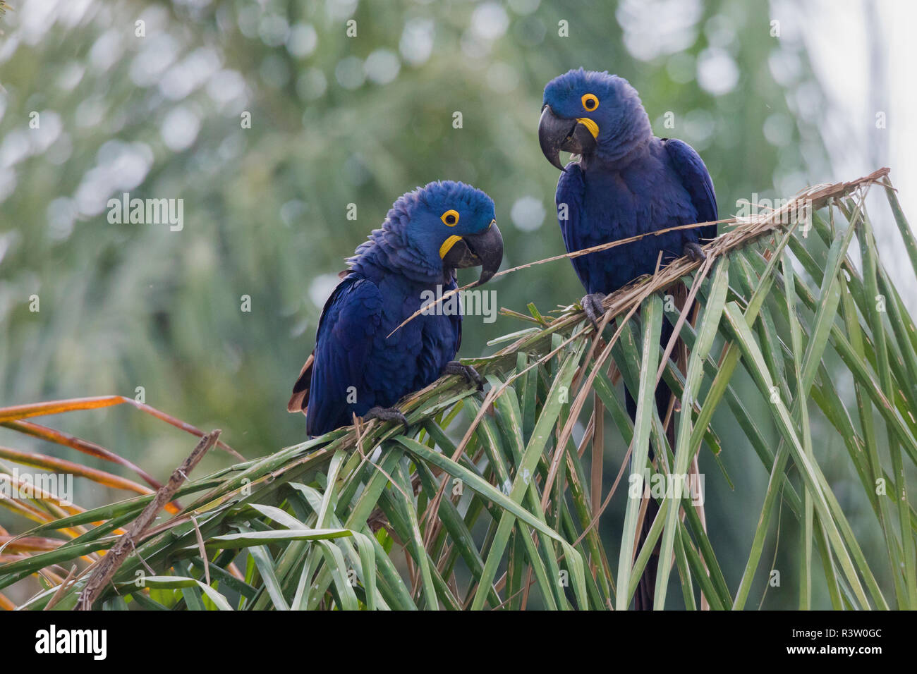 Fauna behavior hi-res stock photography and images - Alamy