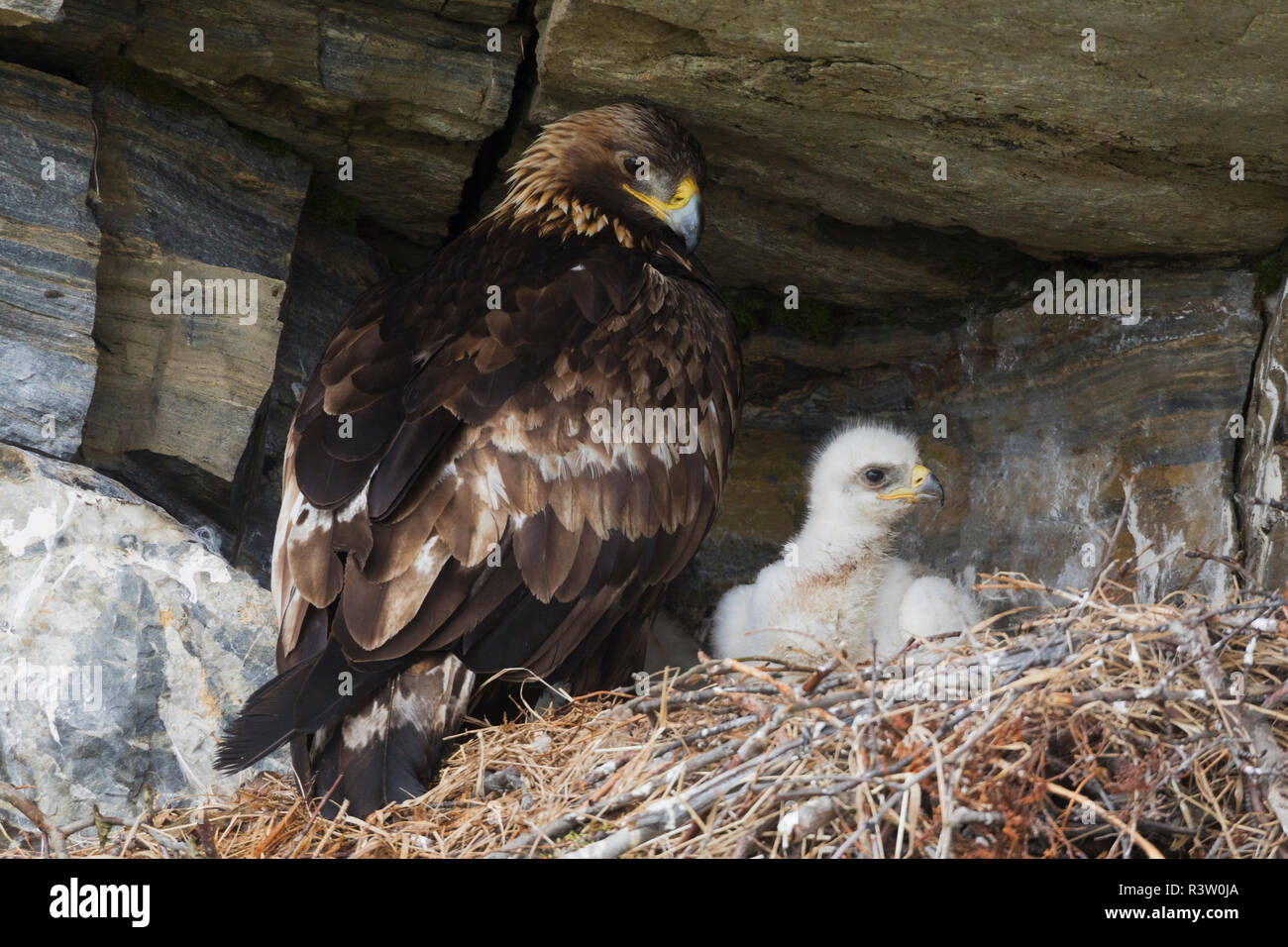 Golden Eagle with chick Stock Photo Alamy