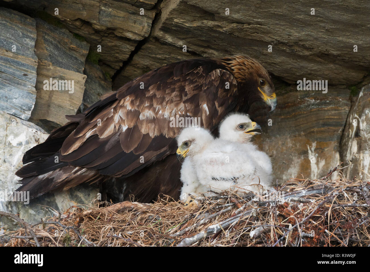 Golden Eagle tending 3 week old chicks Stock Photo Alamy