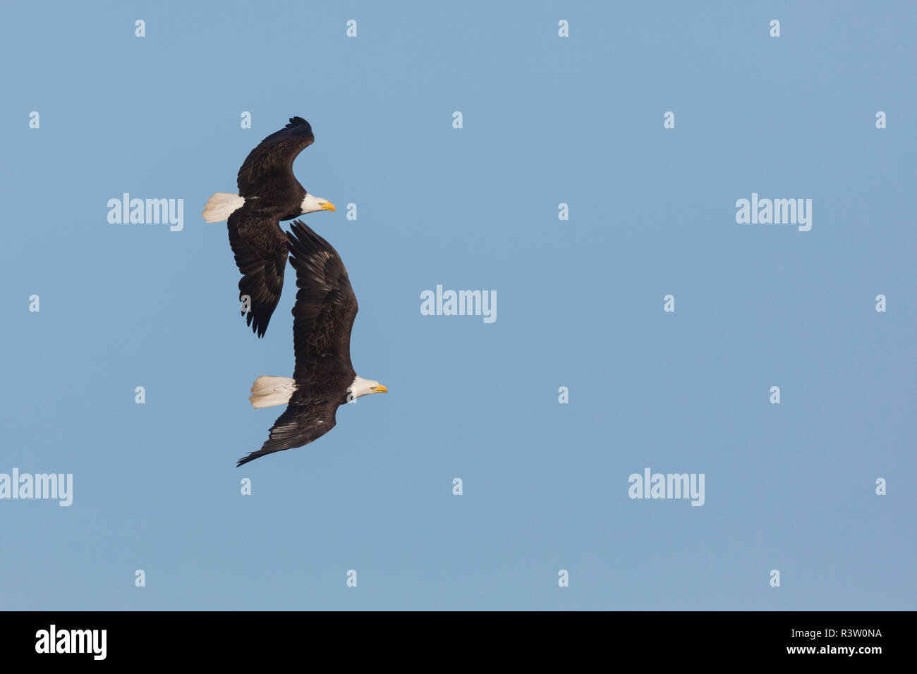 Bald eagle pair, courtship flight Stock Photo