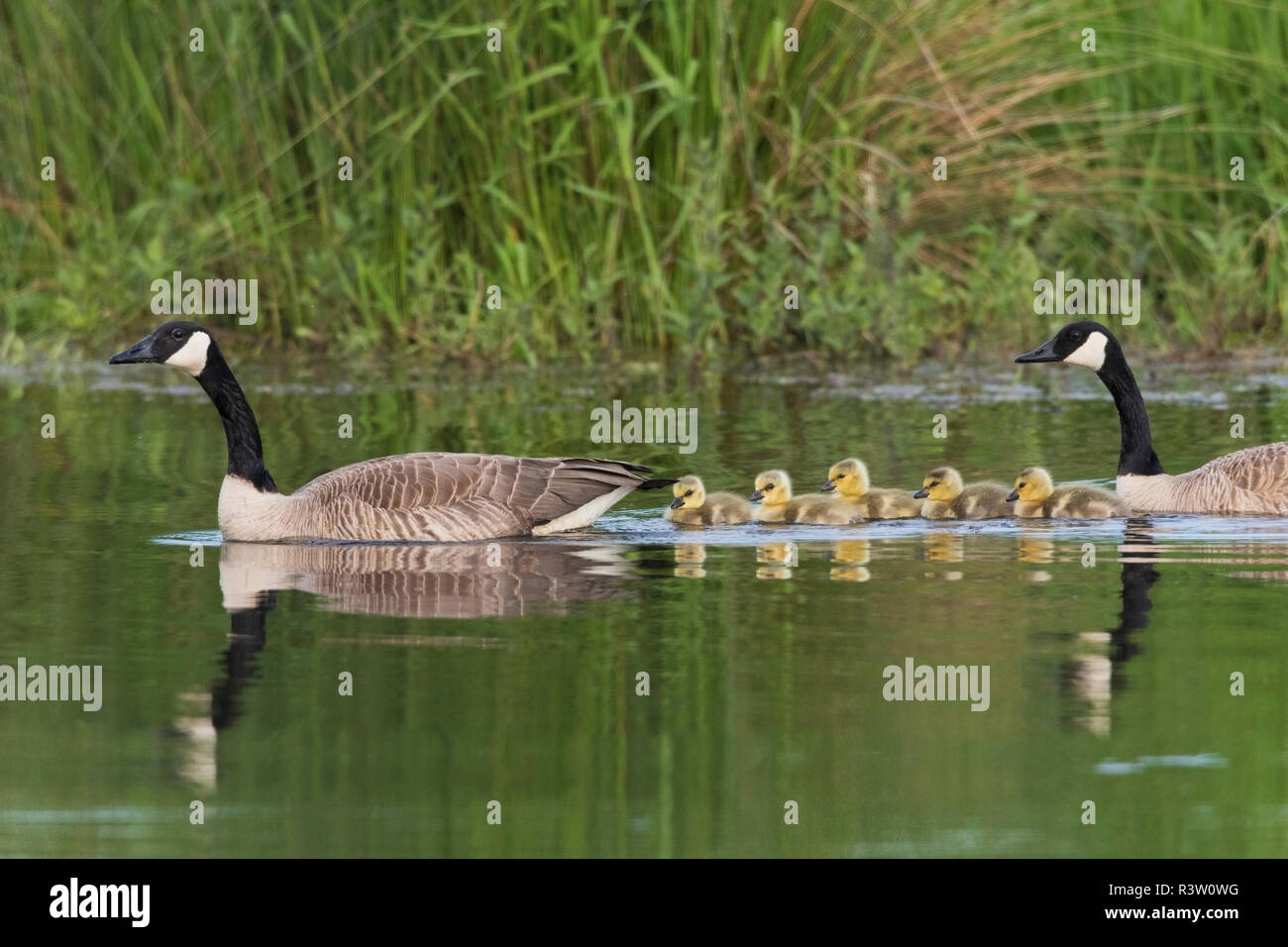 Hatched geese hi-res stock photography and images - Alamy