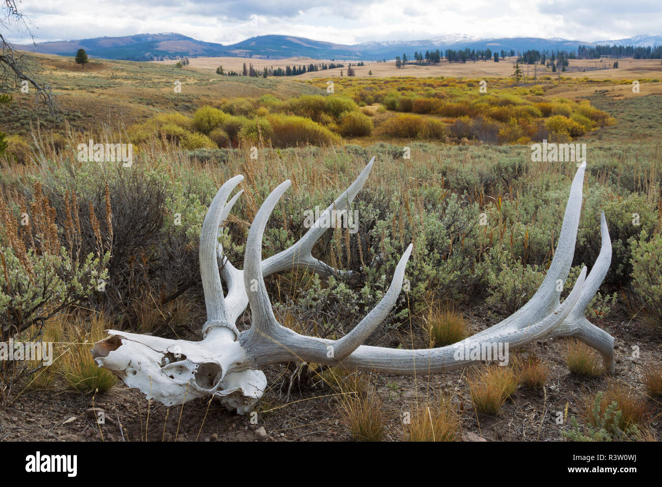 Elk skull hires stock photography and images Alamy