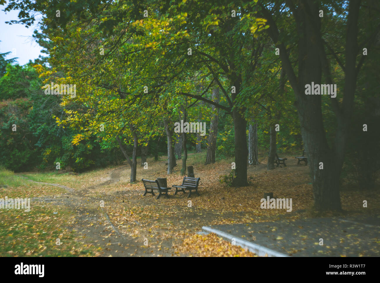 Autumnal park with trees with yellow leaves and park bench Stock Photo ...