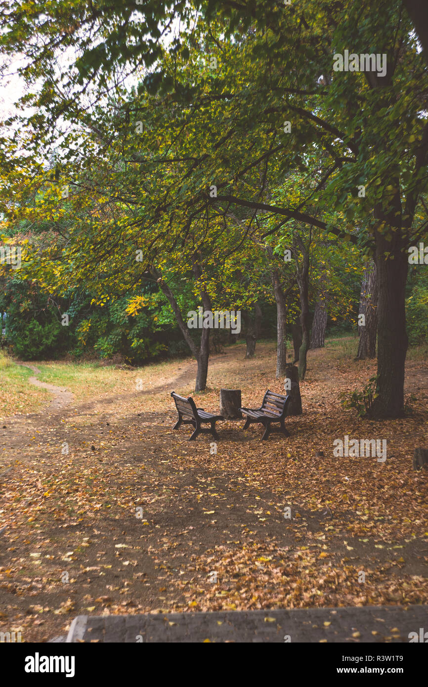 Autumnal park with trees with yellow leaves and park bench Stock Photo ...