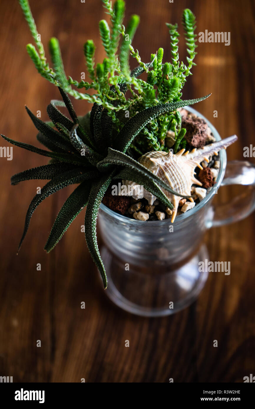Cactus composition hi-res stock photography and images - Alamy
