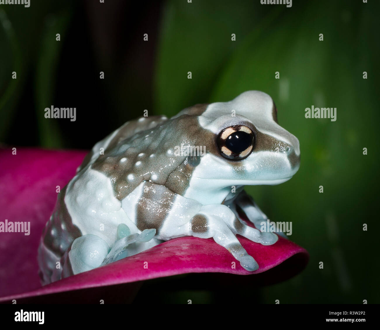 Amazon rainforest frog brazil hires stock photography and images Alamy