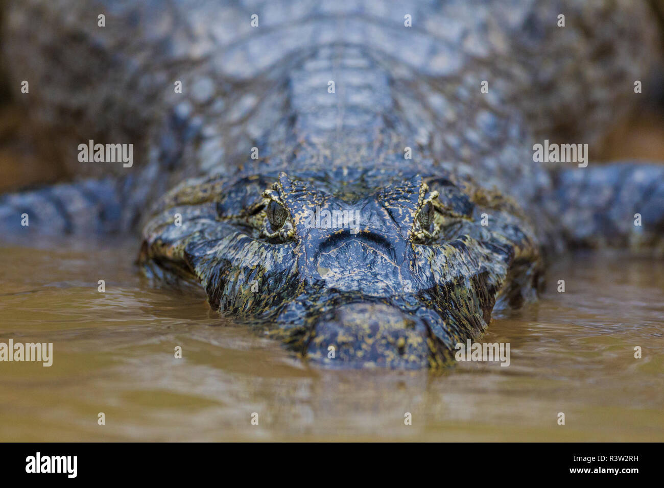 Brazil. A spectacled caiman (Caiman crocodilus) commonly found in the Pantanal, the world's largest tropical wetland area, UNESCO World Heritage Site. Stock Photo