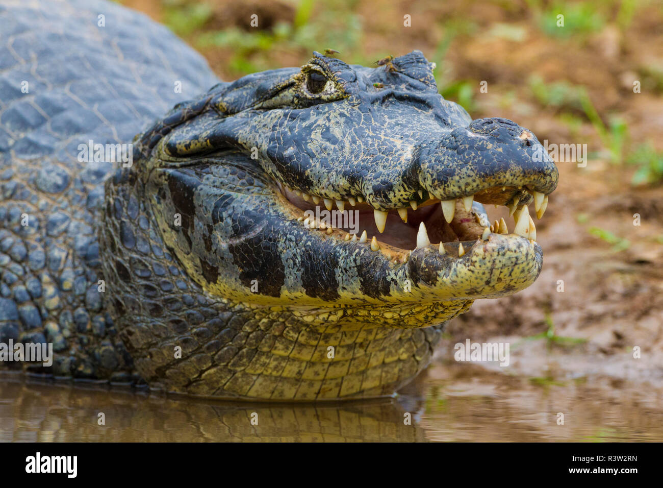 Brazil. A spectacled caiman (Caiman crocodilus) commonly found in the Pantanal, the world's largest tropical wetland area, UNESCO World Heritage Site. Stock Photo