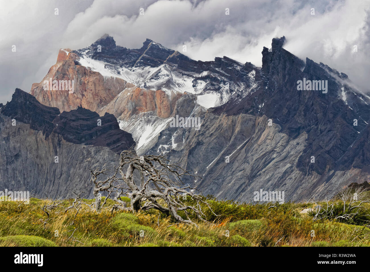 Twisted tree and mountains, Torres del Paine National Park, Chile. Patagonia Stock Photo