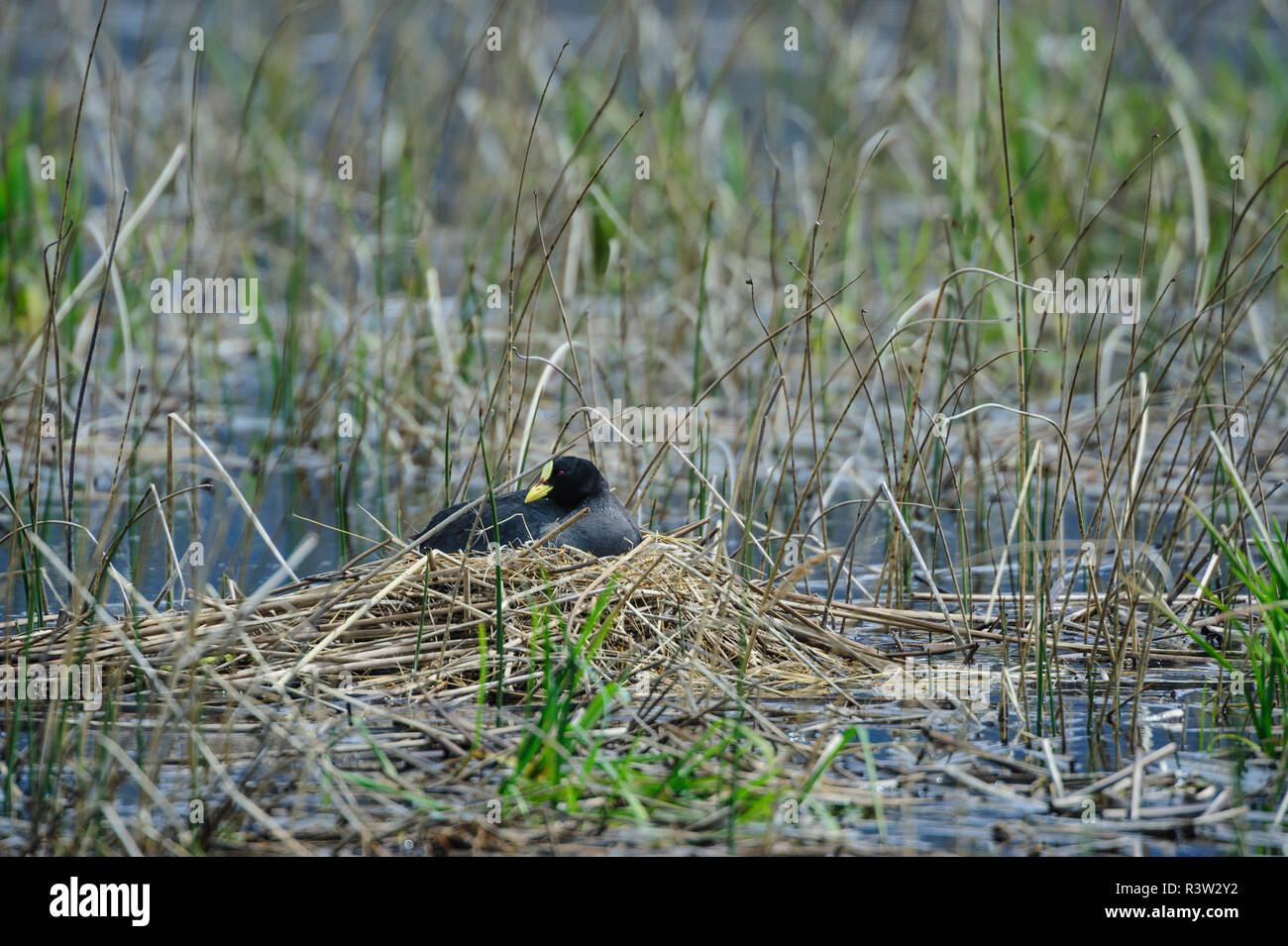 Chile, Aysen, Valle Chacabuco. Red-gartered Coot (Fulica armillata) in Patagonia Park. Stock Photo