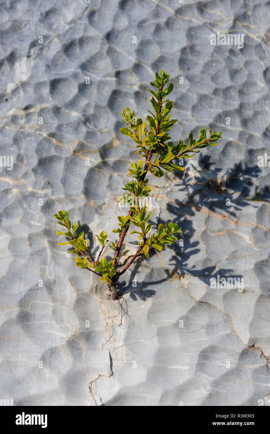 Chile, Aysen, Puerto Rio Tranquilo, Marble Chapel Natural Sanctuary. Plant life growing out of a sheer wall of limestone. Stock Photo