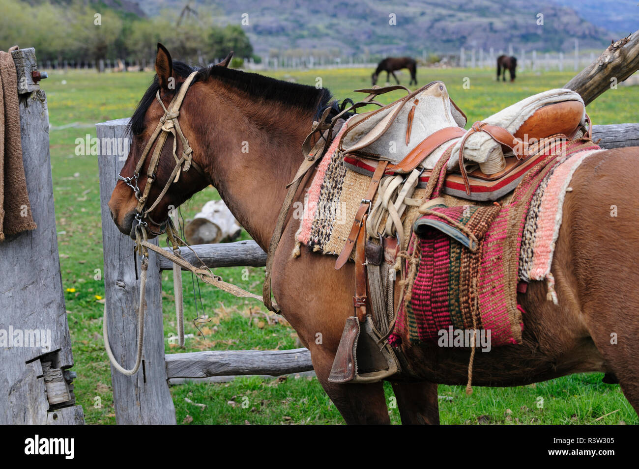 Dentro Comportamiento romántico Chile, Aysen, Cerro Castillo. Horse with a traditional Chilean saddle ( montura del campo) commonly used on the ranches Stock Photo - Alamy