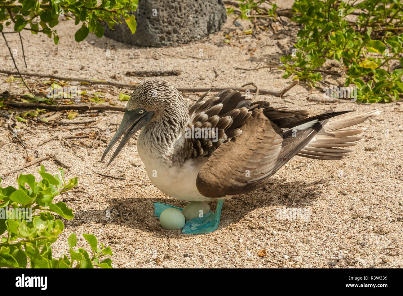 Ecuador Galapagos National Park Blue footed Booby At Nest With Eggs Ecuador Galapagos National Park Blue footed Booby At Nest With Eggs