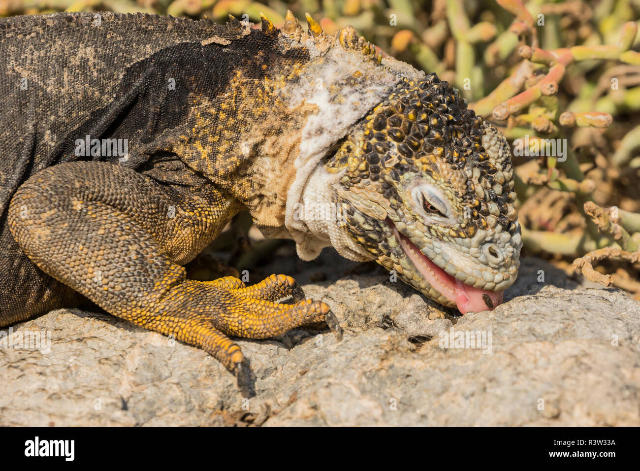 Iguana eating hires stock photography and images Alamy
