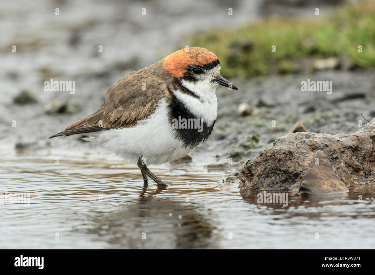 Two-banded Plover bathing, Falkland Islands, Charadrius falklandicus ...