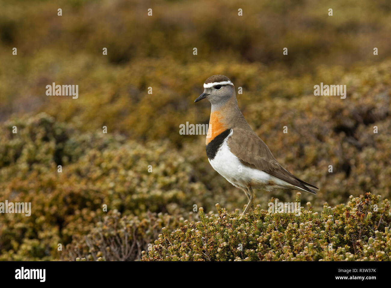 Rufous Chested Dotterel, Charadrius modestus, also known as Rufous-Chested Plover, Falkland Islands Stock Photo