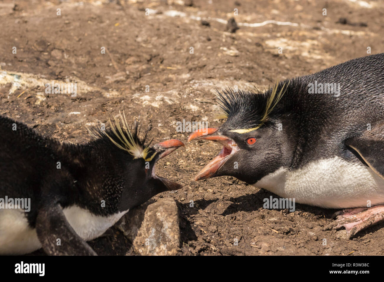 Falkland Islands, Bleaker Island. Rockhopper penguins argument. Stock Photo