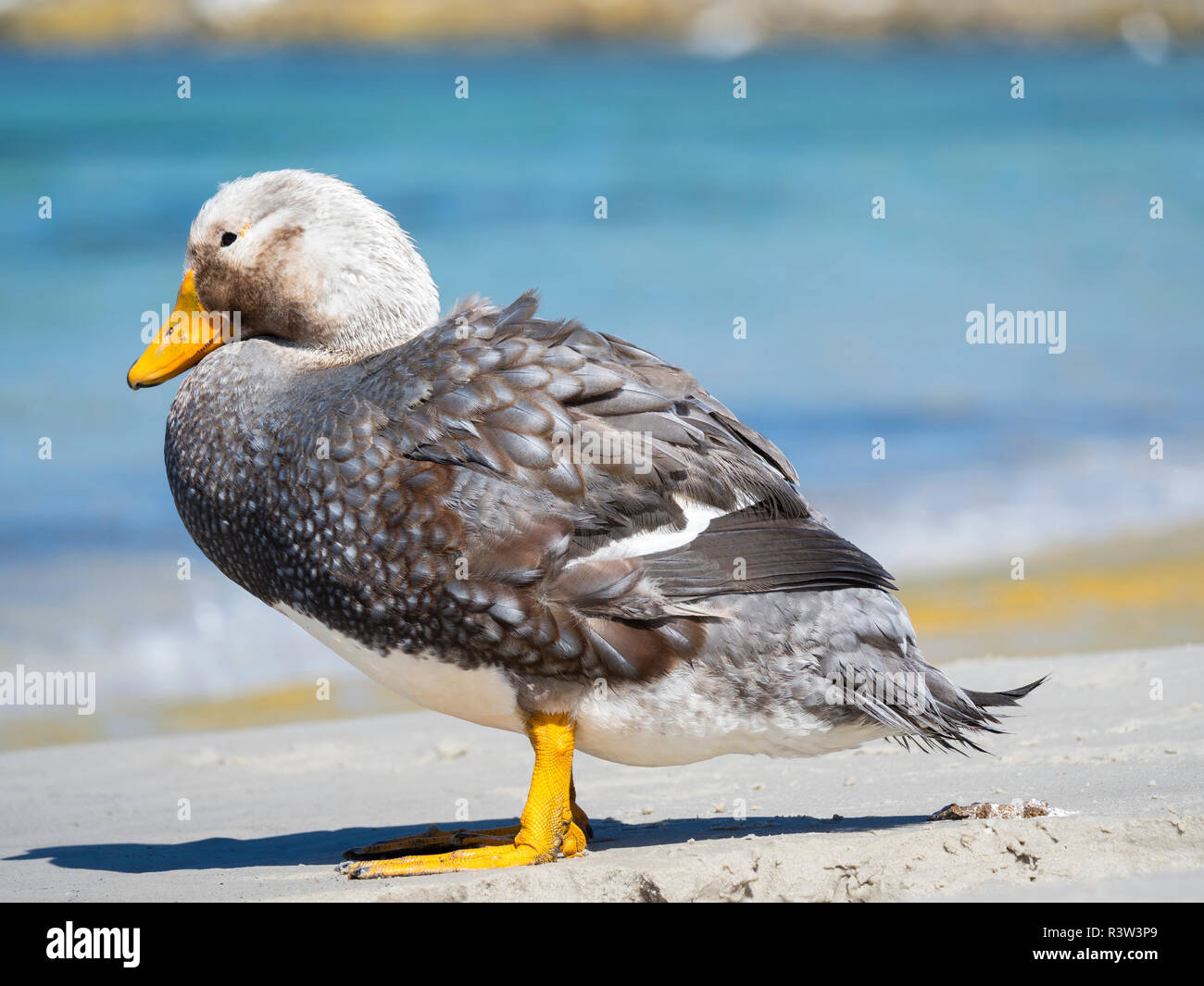Male Falkland flightless Steamer duck (Tachyeres brachypterus) endemic