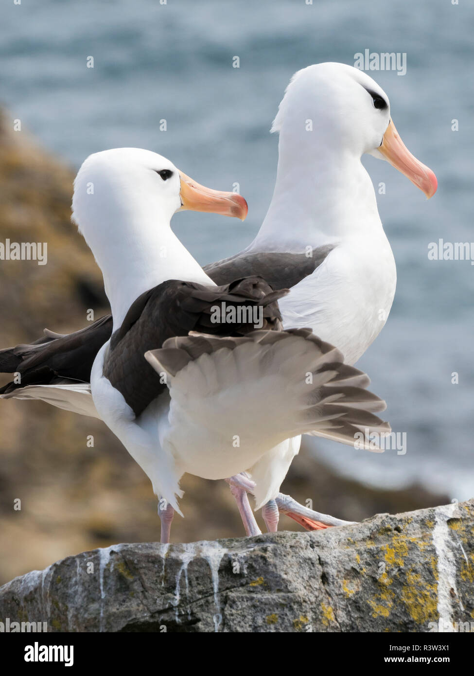 Black-browed albatross or black-browed mollymawk (Thalassarche melanophris). South America, Falkland Islands Stock Photo